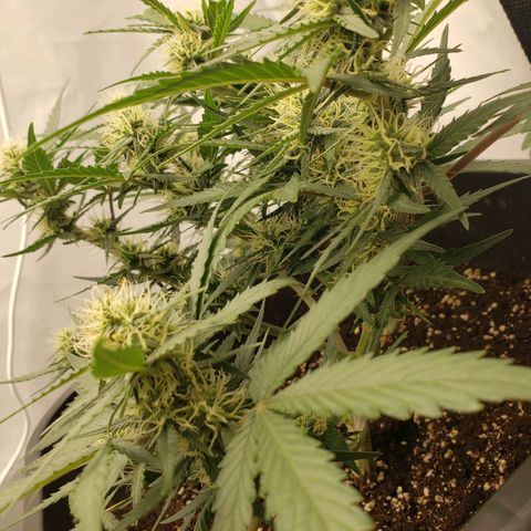 Blueberry Auto 🫐 growlog timeline photo