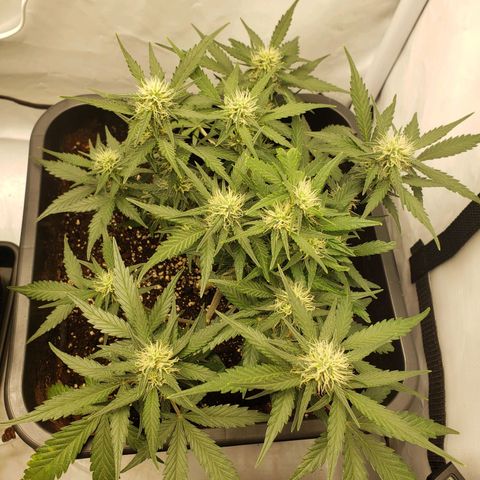 Blueberry Auto 🫐 growlog timeline photo