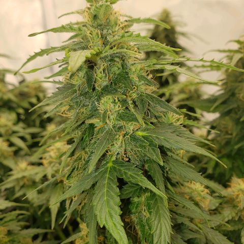 Powerplant #1 growlog timeline photo