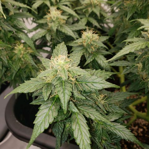 Powerplant #1 growlog timeline photo