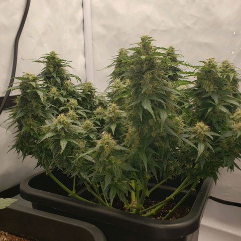 Powerplant #1 growlog timeline photo