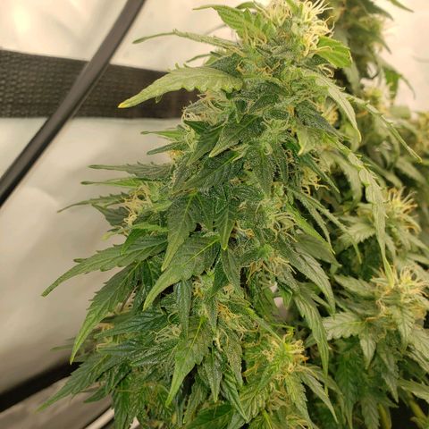 Powerplant #1 growlog timeline photo