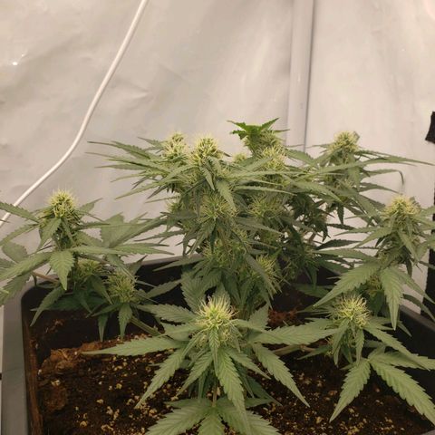 Blueberry Auto 🫐 growlog timeline photo