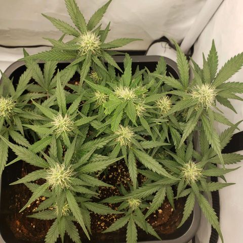 Blueberry Auto 🫐 growlog timeline photo