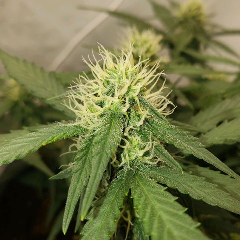 Blueberry Auto 🫐 growlog timeline photo