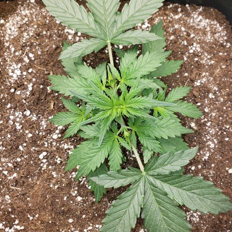 Wedding Cake Auto growlog timeline photo