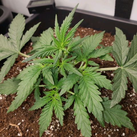Wedding Cake Auto growlog timeline photo