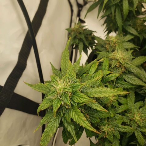 Powerplant #1 growlog timeline photo