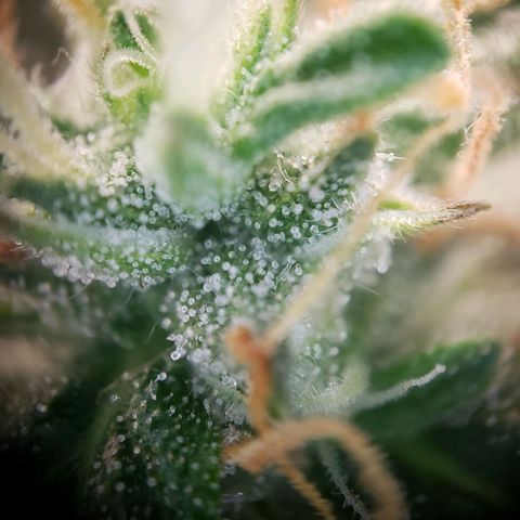 Powerplant #1 growlog timeline photo