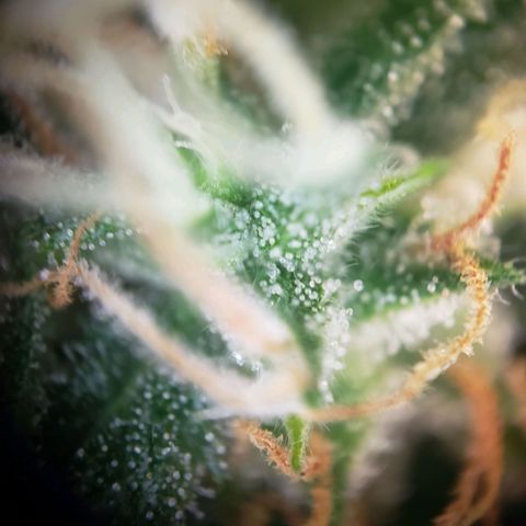 Powerplant #1 growlog timeline photo