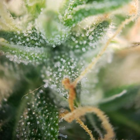 Powerplant #1 growlog timeline photo