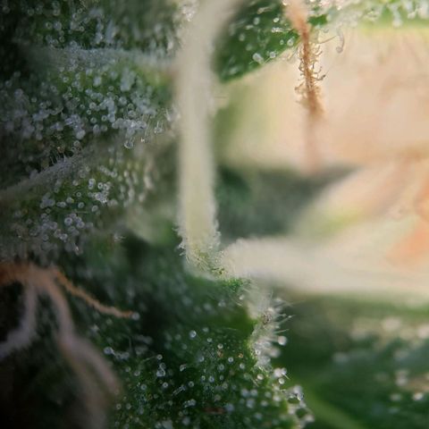 Powerplant #1 growlog timeline photo