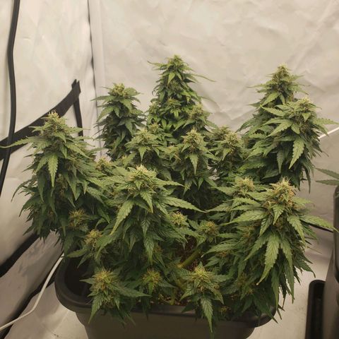 Powerplant #1 growlog timeline photo