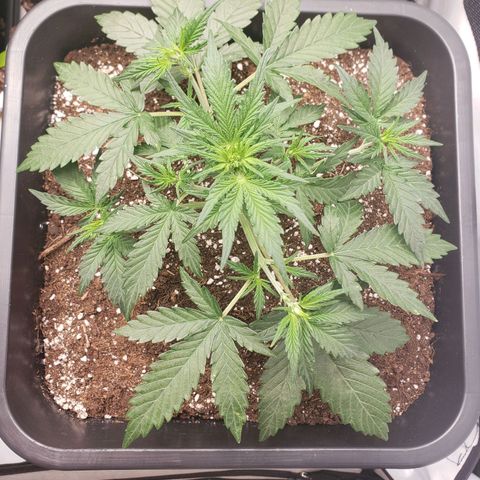 Wedding Cake Auto growlog timeline photo