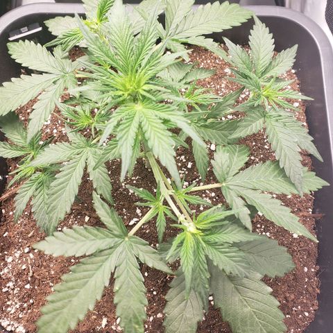 Wedding Cake Auto growlog timeline photo
