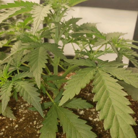 Wedding Cake Auto growlog timeline photo