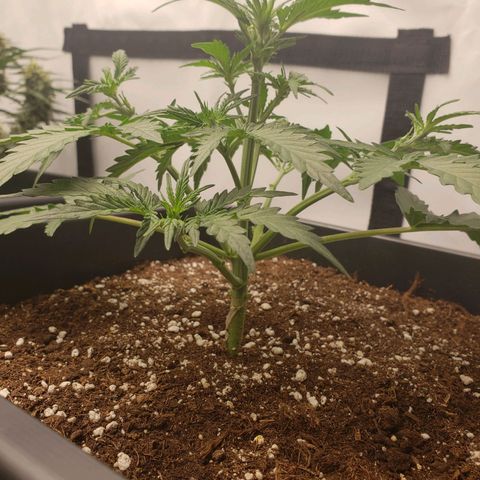 Wedding Cake Auto growlog timeline photo