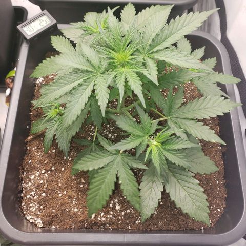 Wedding Cake Auto growlog timeline photo