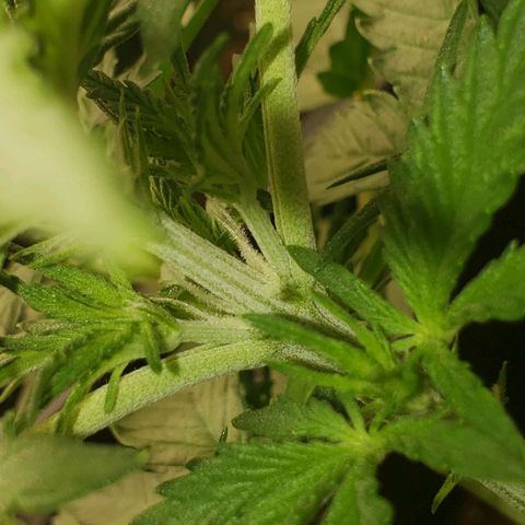 Wedding Cake Auto growlog timeline photo