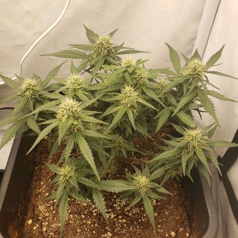 Blueberry Auto 🫐 growlog timeline photo