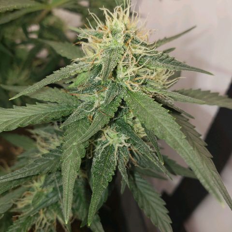 Blueberry Auto 🫐 growlog timeline photo