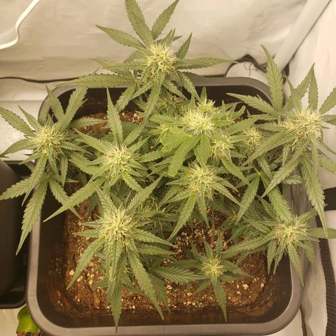 Blueberry Auto 🫐 growlog timeline photo