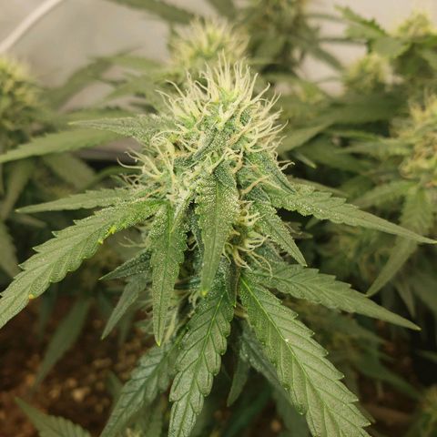 Blueberry Auto 🫐 growlog timeline photo