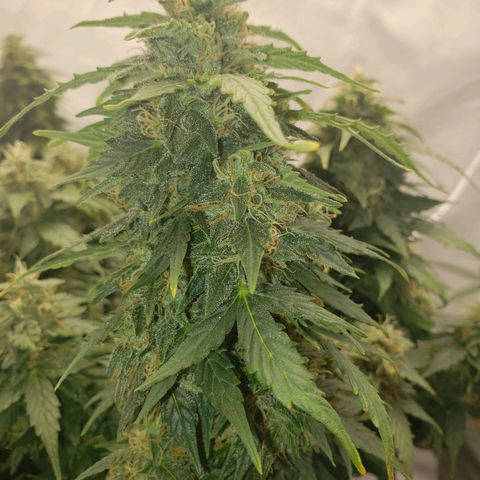 Powerplant #1 growlog timeline photo