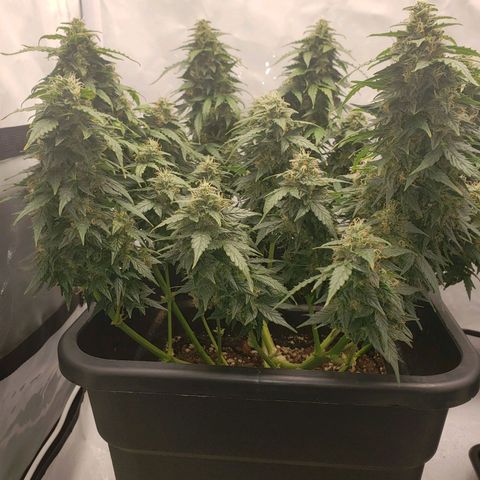 Powerplant #1 growlog timeline photo