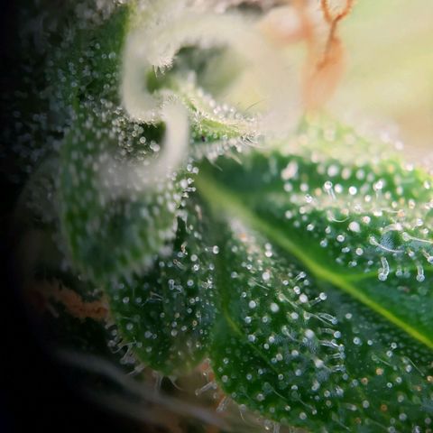 Powerplant #1 growlog timeline photo