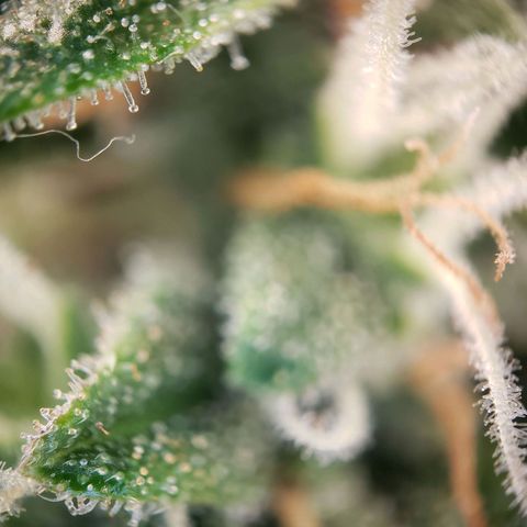 Powerplant #1 growlog timeline photo