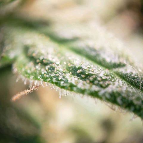 Powerplant #1 growlog timeline photo