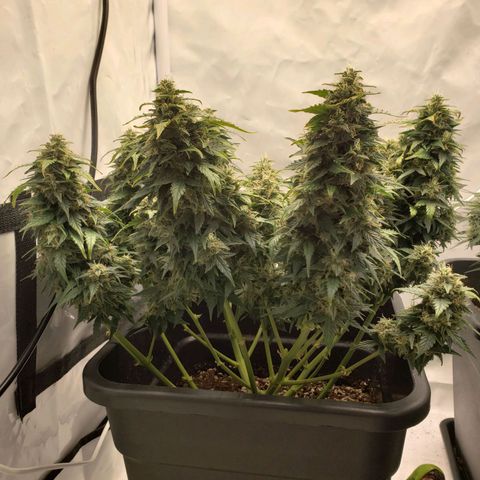 Powerplant #1 growlog timeline photo