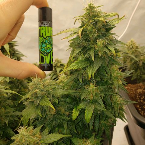 Powerplant #1 growlog timeline photo