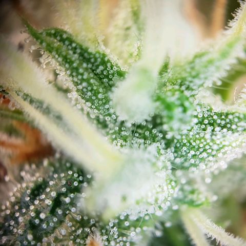 Blueberry Auto 🫐 growlog photo: Viele Trichome sind noch glasig