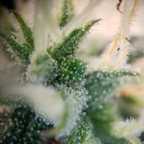 Blueberry Auto 🫐 growlog photo: Viele Trichome sind noch glasig