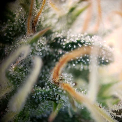 Blueberry Auto 🫐 growlog photo: Viele Trichome sind noch glasig