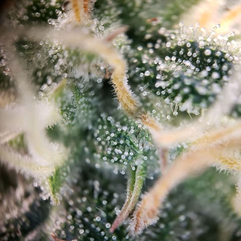 Blueberry Auto 🫐 growlog photo: Viele Trichome sind noch glasig