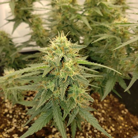 Blueberry Auto 🫐 growlog timeline photo