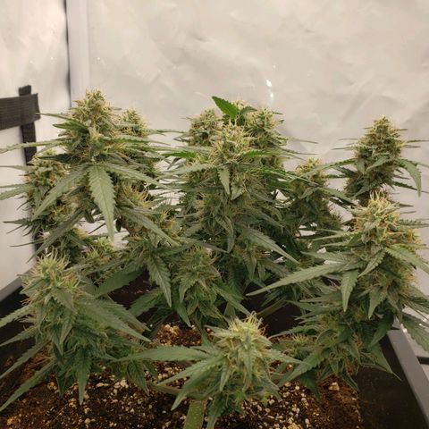 Blueberry Auto 🫐 growlog timeline photo