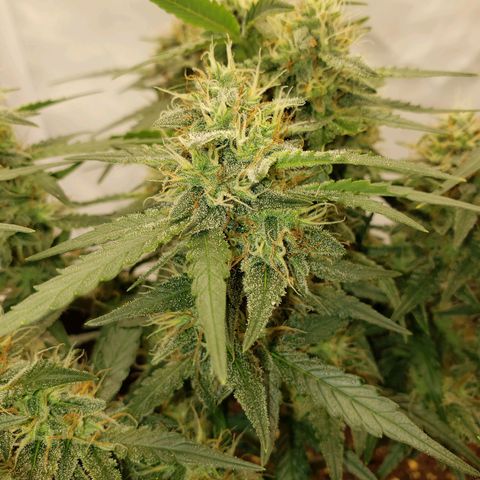 Blueberry Auto 🫐 growlog timeline photo
