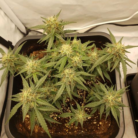 Blueberry Auto 🫐 growlog timeline photo