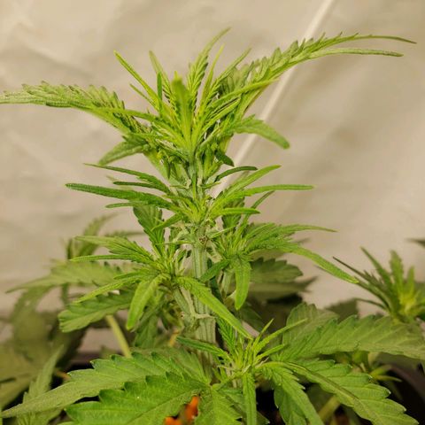 Wedding Cake Auto growlog timeline photo