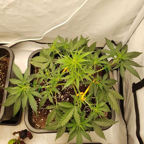 Wedding Cake Auto growlog timeline photo