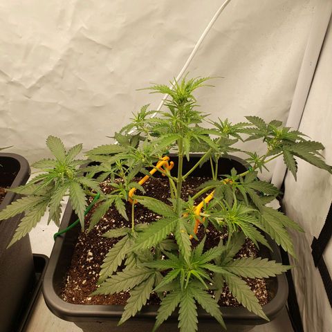 Wedding Cake Auto growlog timeline photo