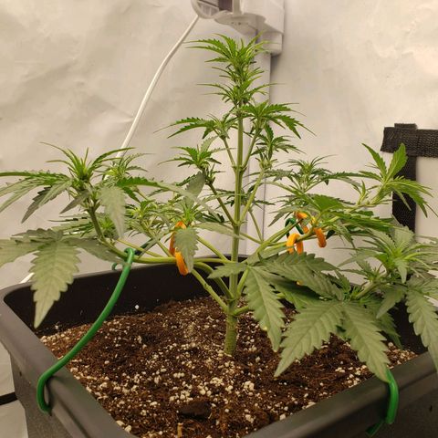 Wedding Cake Auto growlog timeline photo