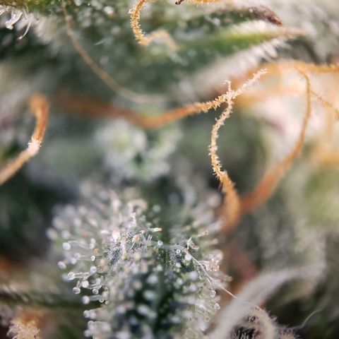 Blueberry Auto 🫐 growlog timeline photo