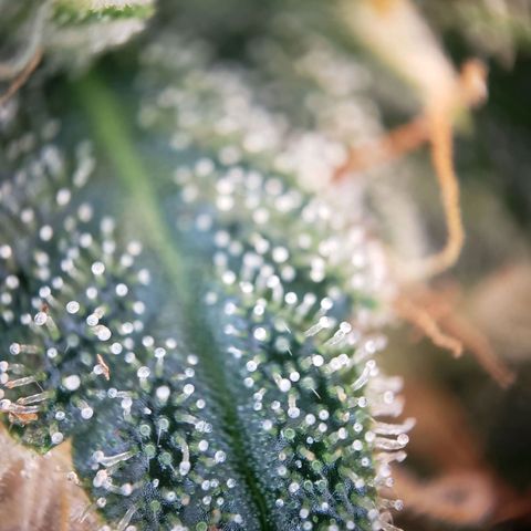 Blueberry Auto 🫐 growlog timeline photo