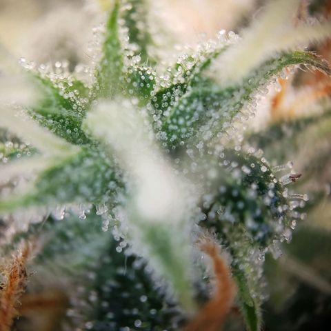 Blueberry Auto 🫐 growlog timeline photo