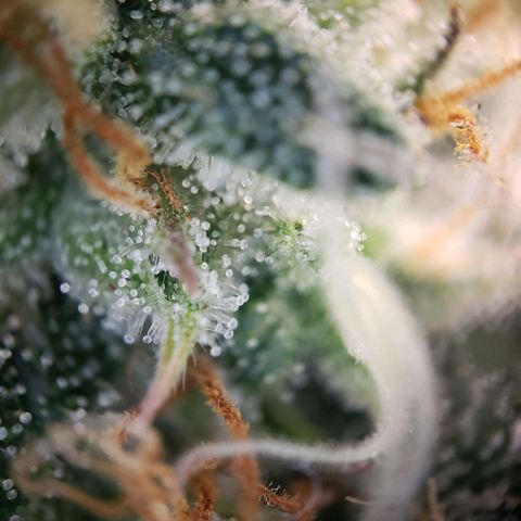 Blueberry Auto 🫐 growlog timeline photo
